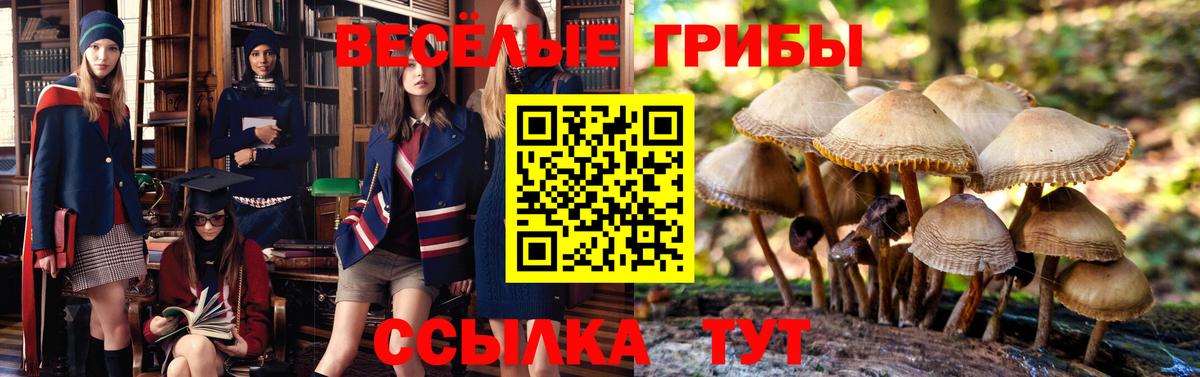 Псилоцибиновые грибы мицелий  Галлюциногенные грибы GOLDEN TEACHER  Новокубанск  Вход с VPN 